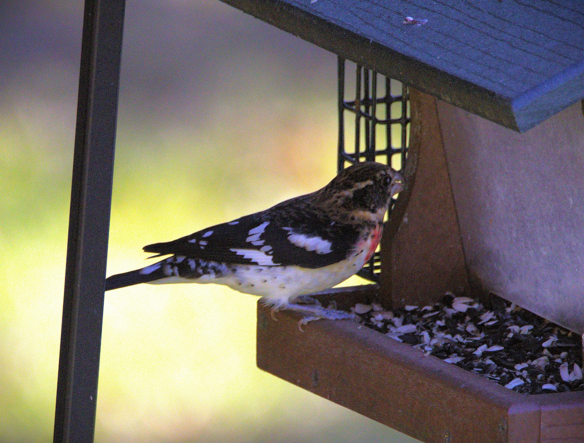 Rose-breasted Grosbeak - ML624034959