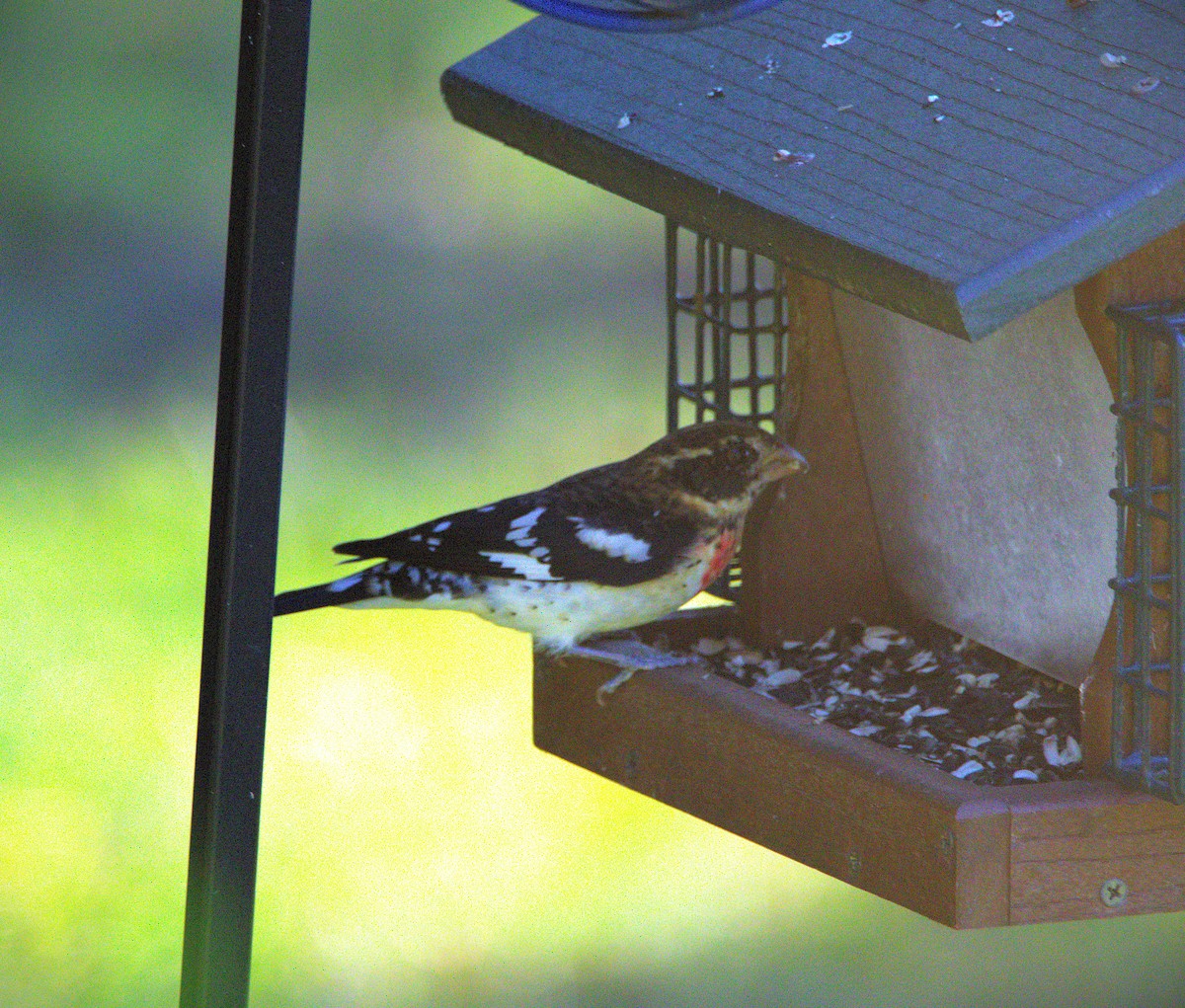 Rose-breasted Grosbeak - ML624034960