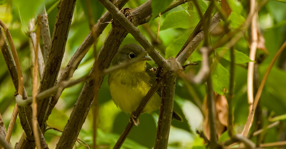 Mourning Warbler - ML624034962