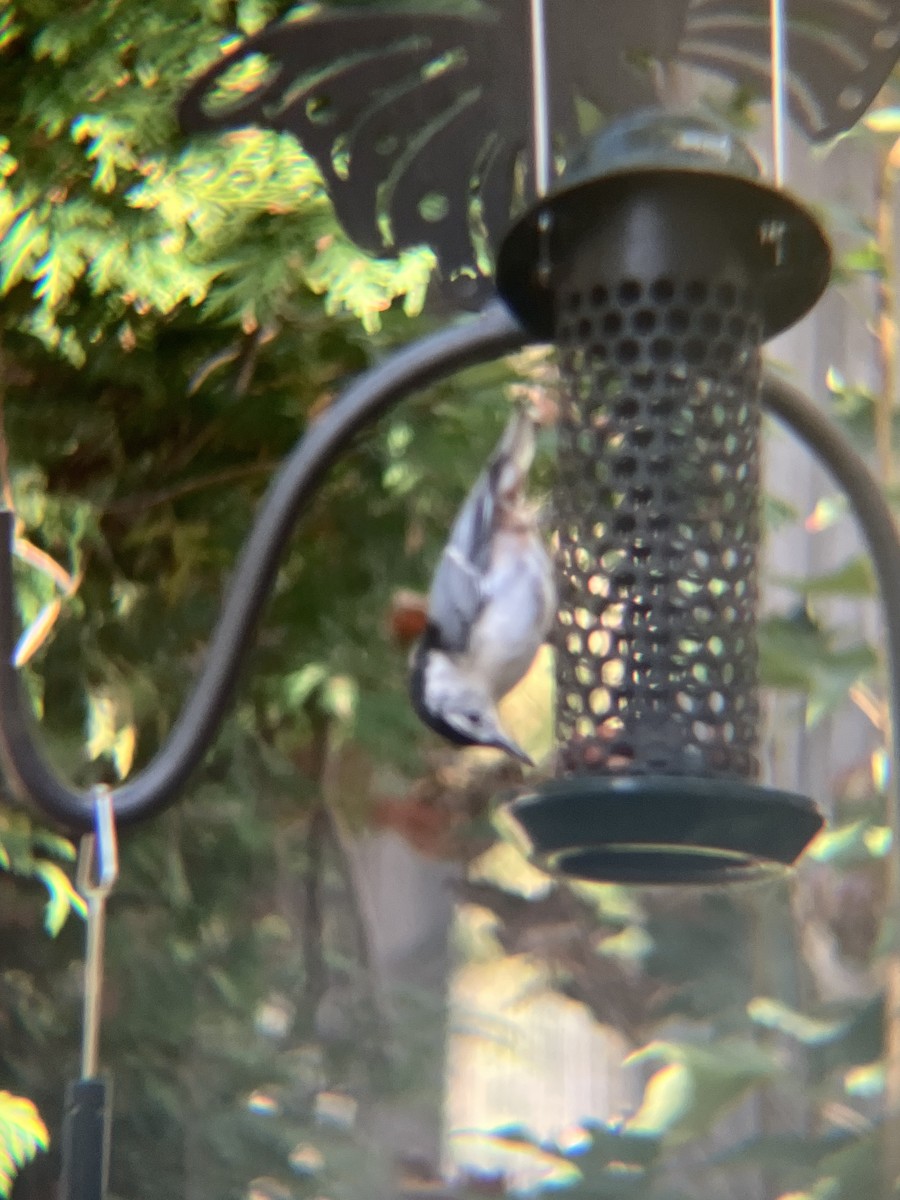 White-breasted Nuthatch - ML624034970