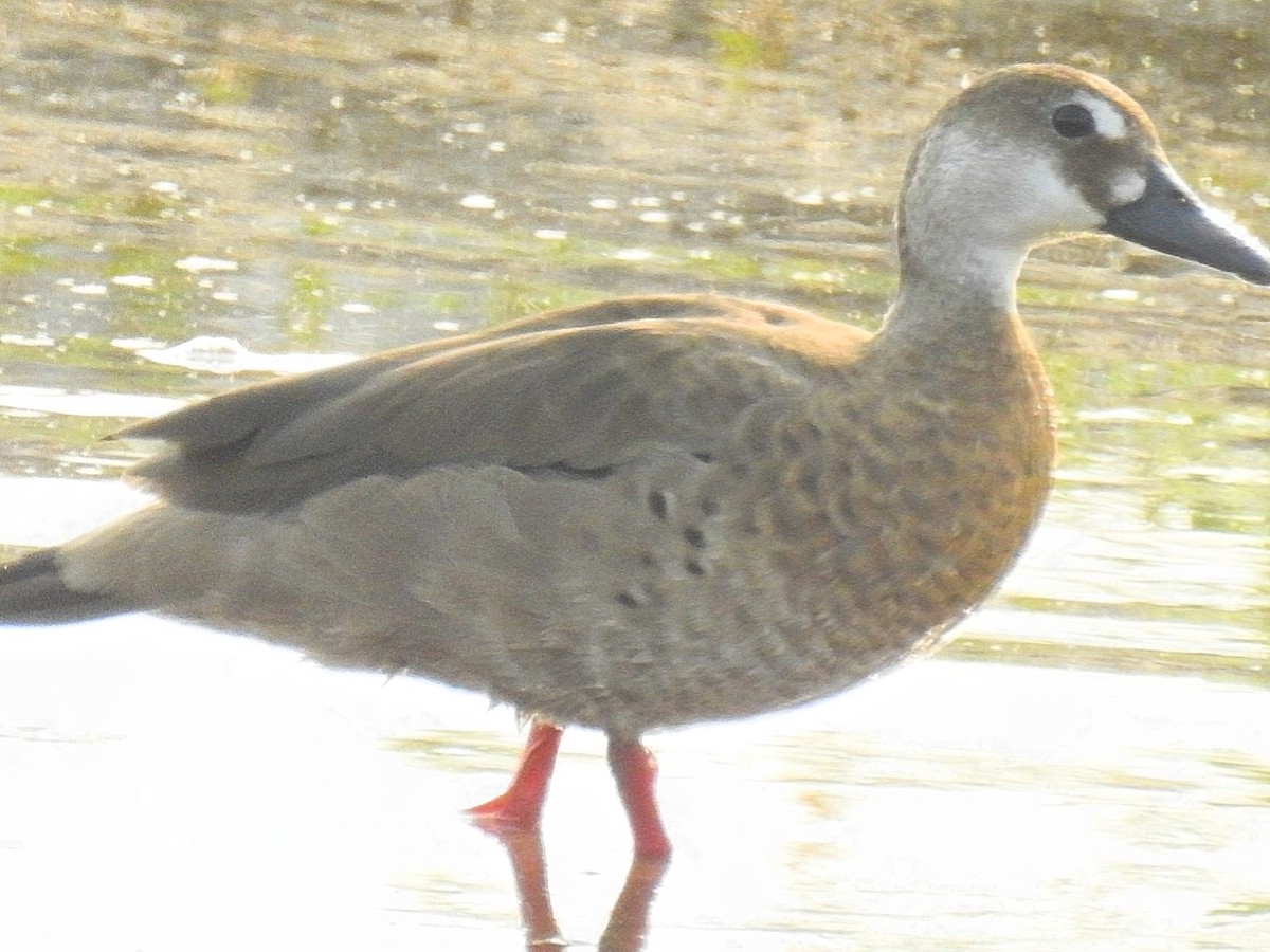 Alzavola brasiliana - ML624034986