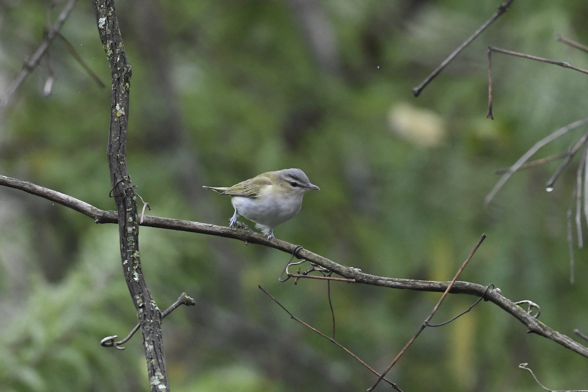 Red-eyed Vireo - ML624034987