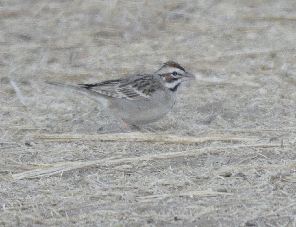 Lark Sparrow - ML624035000