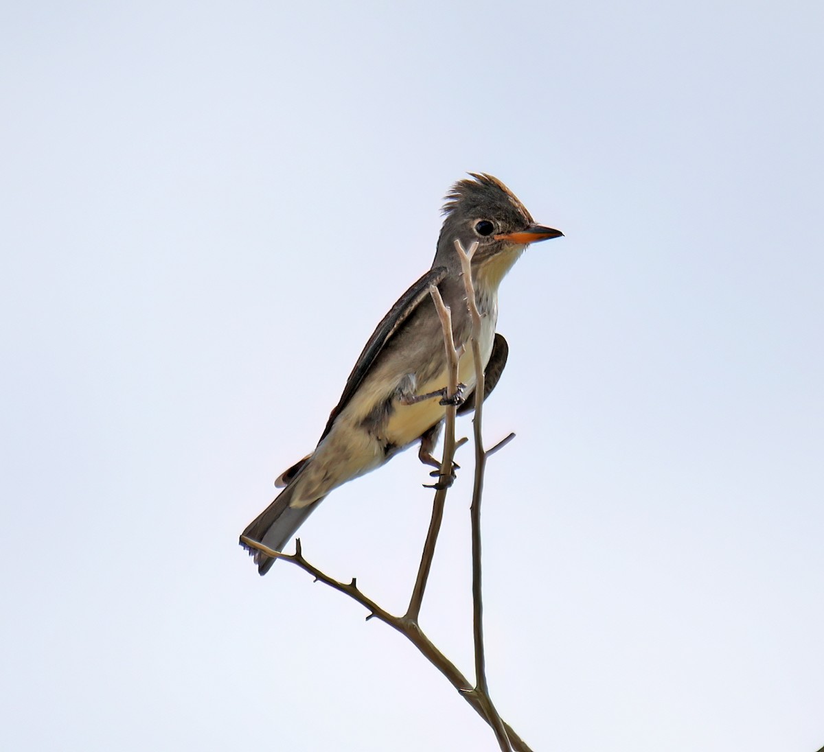 Olive-sided Flycatcher - ML624035002