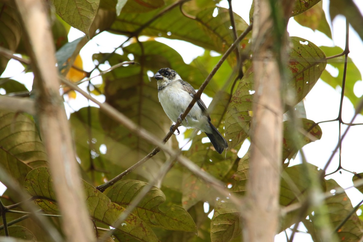 Variable Seedeater - Alex Boas