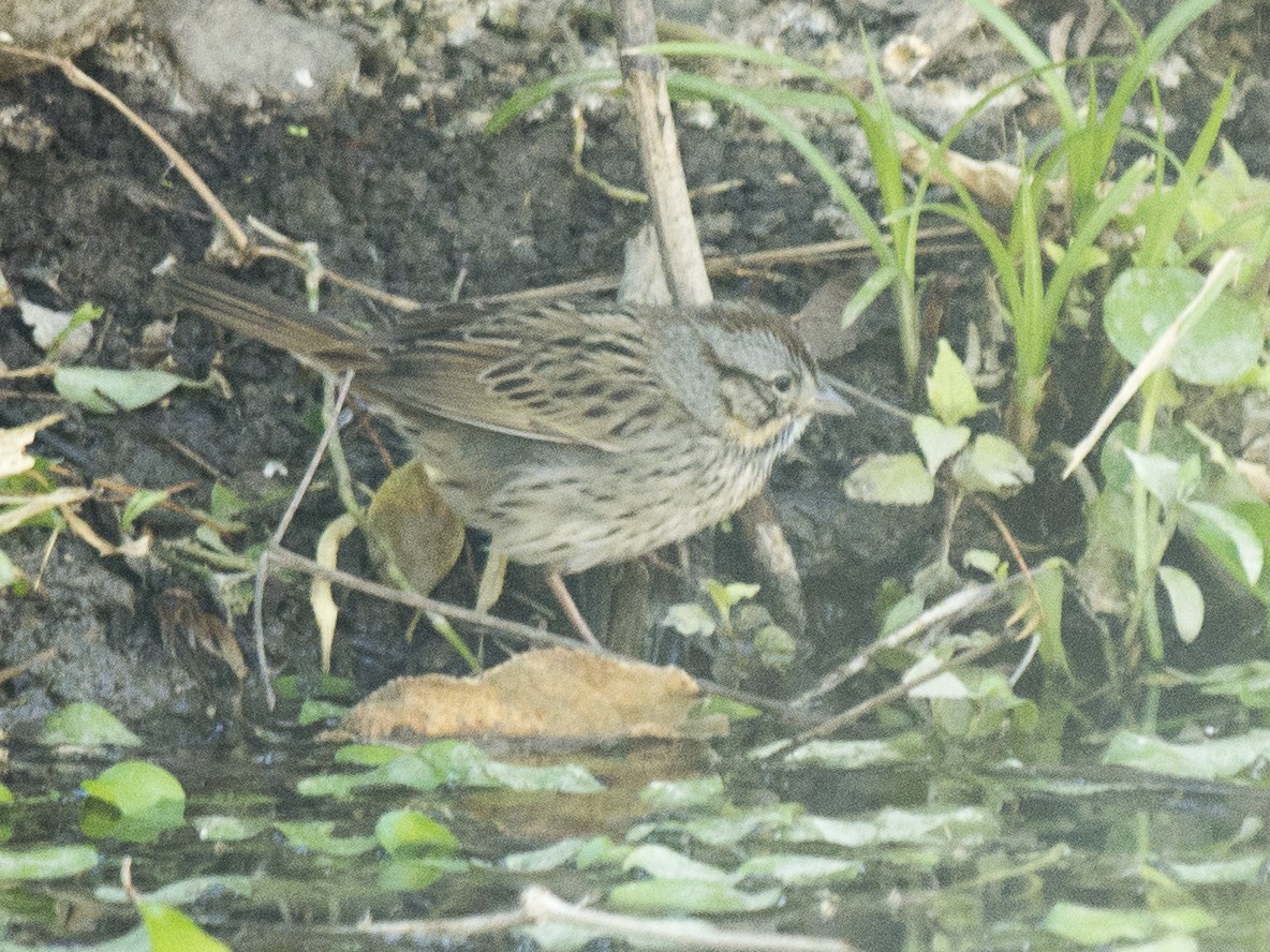 Lincoln's Sparrow - Volkov Sergey