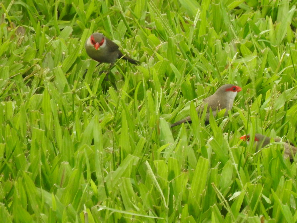 Common Waxbill - ML624035024