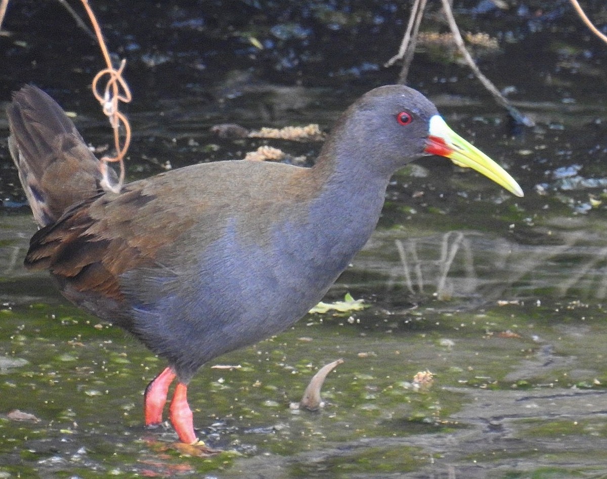 Plumbeous Rail - ML624035025