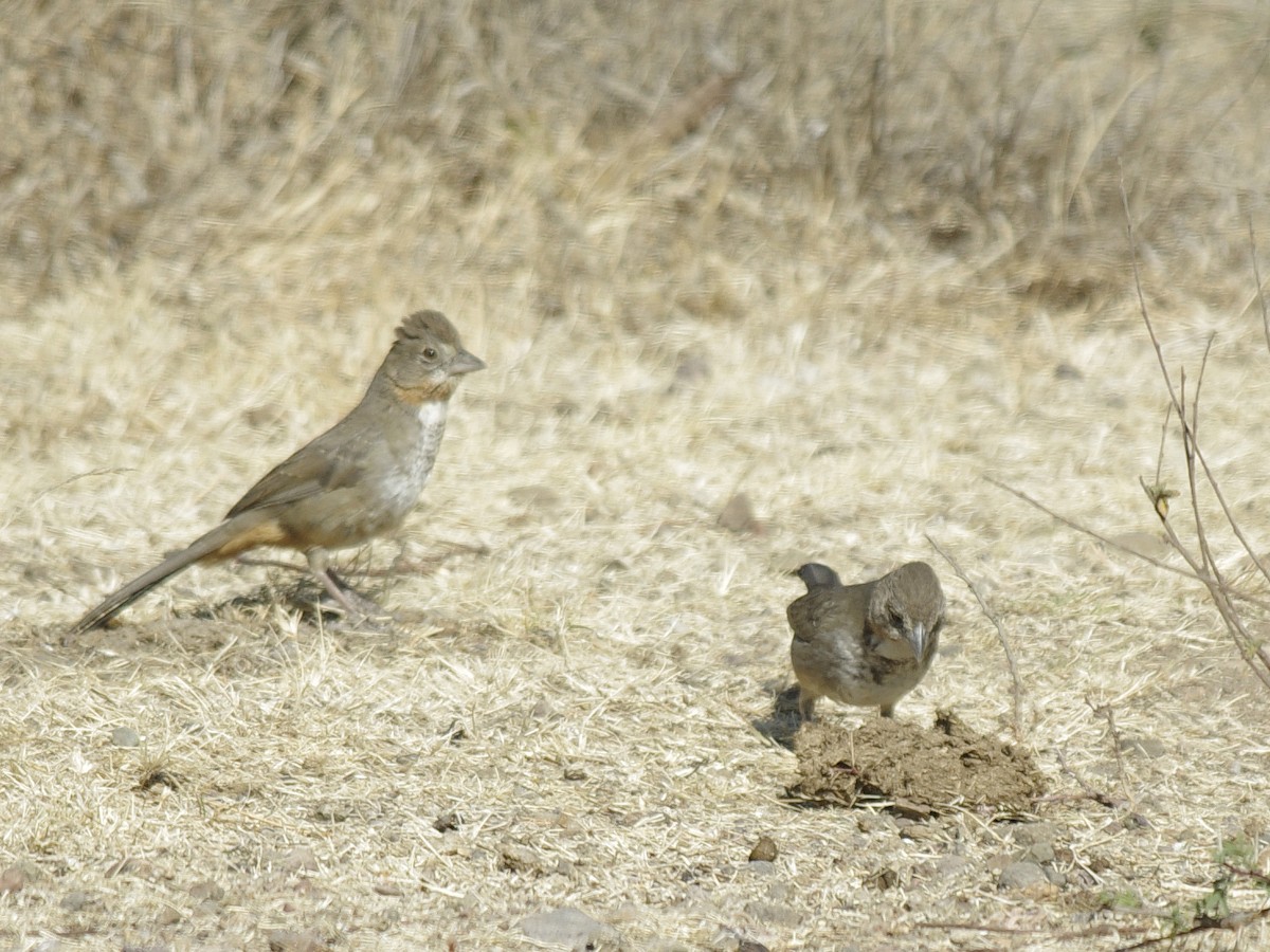 White-throated Towhee - ML624035031