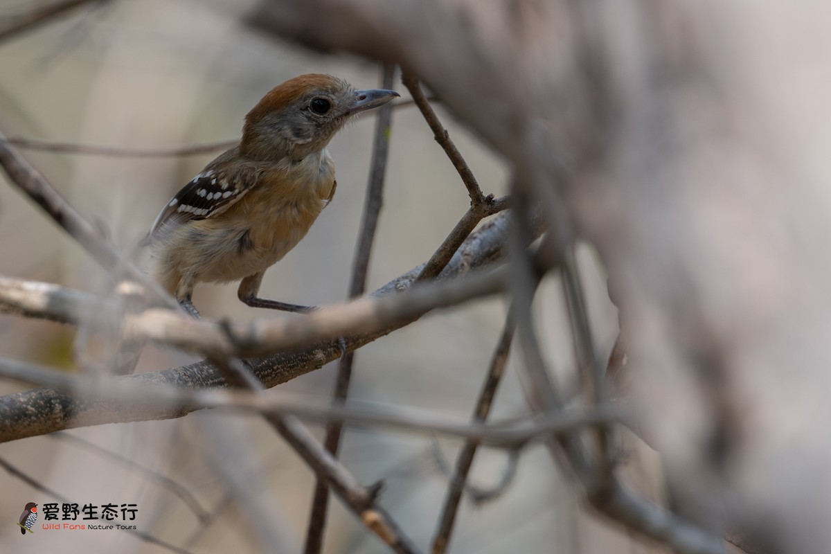 Planalto Slaty-Antshrike - ML624035042