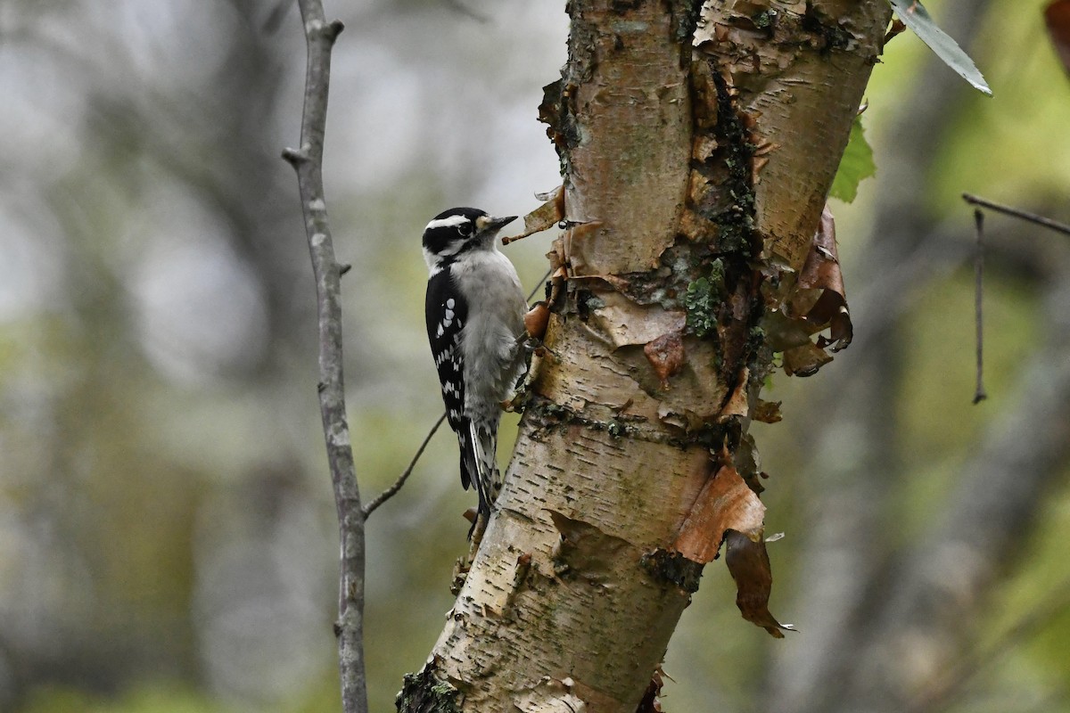 Downy Woodpecker (Eastern) - ML624035054