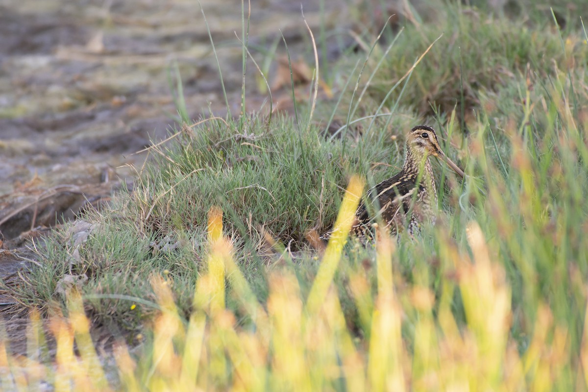 Magellanic Snipe - ML624035064