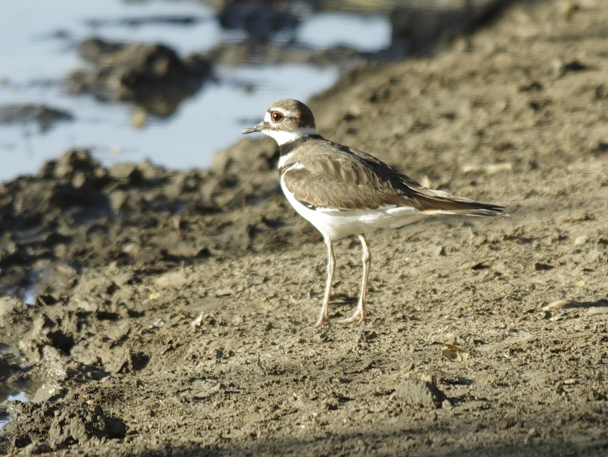 Killdeer - ML624035071