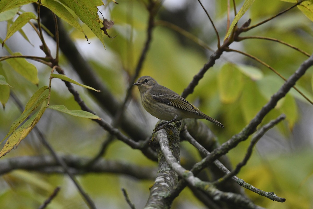 Cape May Warbler - ML624035080