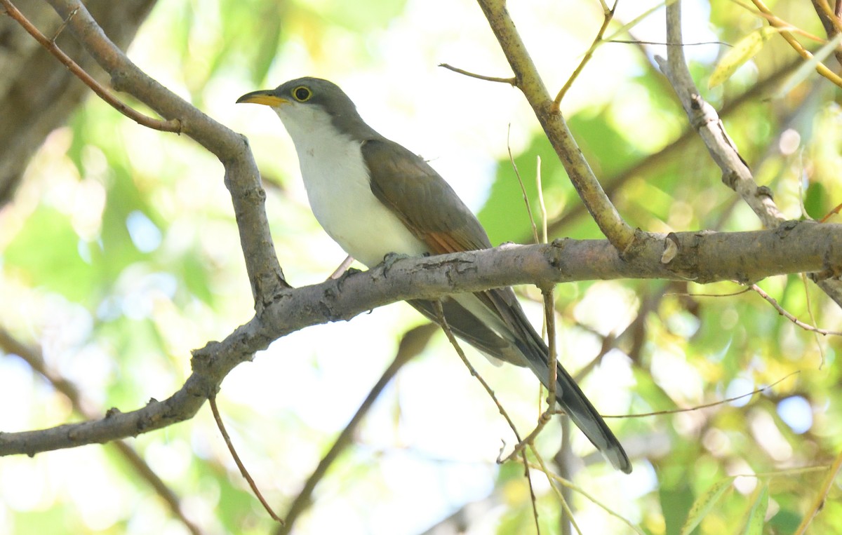 Yellow-billed Cuckoo - ML624035085