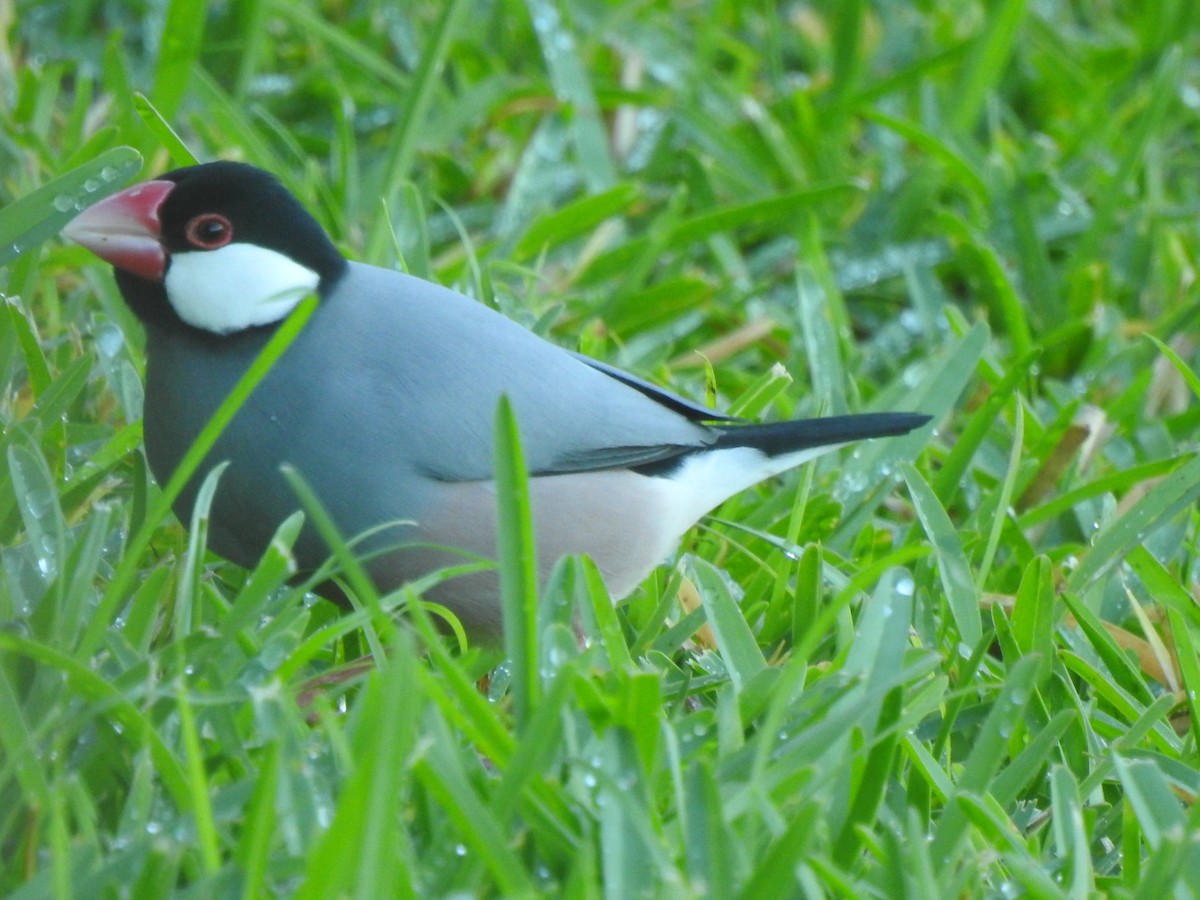 Java Sparrow - ML624035086