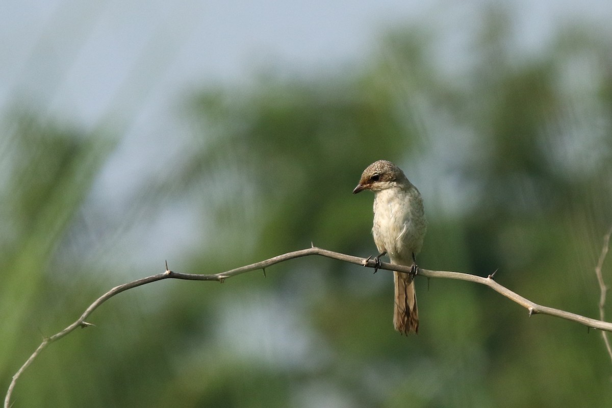 Bay-backed Shrike - ML624035093