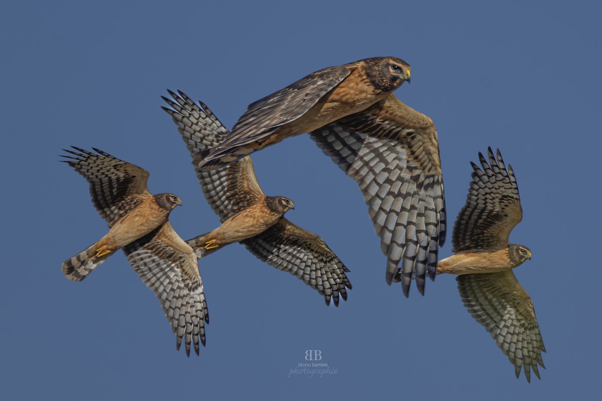 moták severoamerický - ML624035104