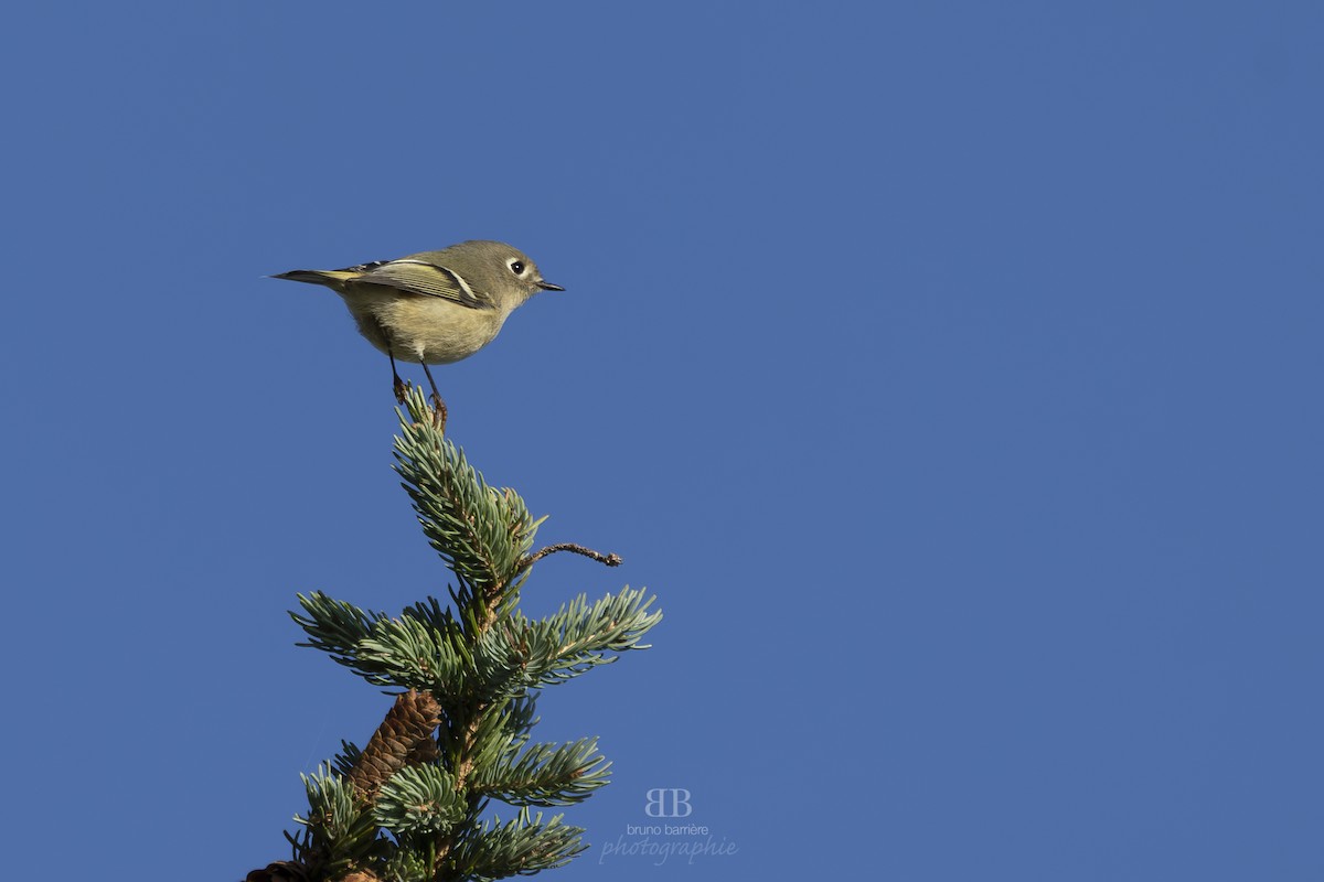 králíček americký - ML624035107