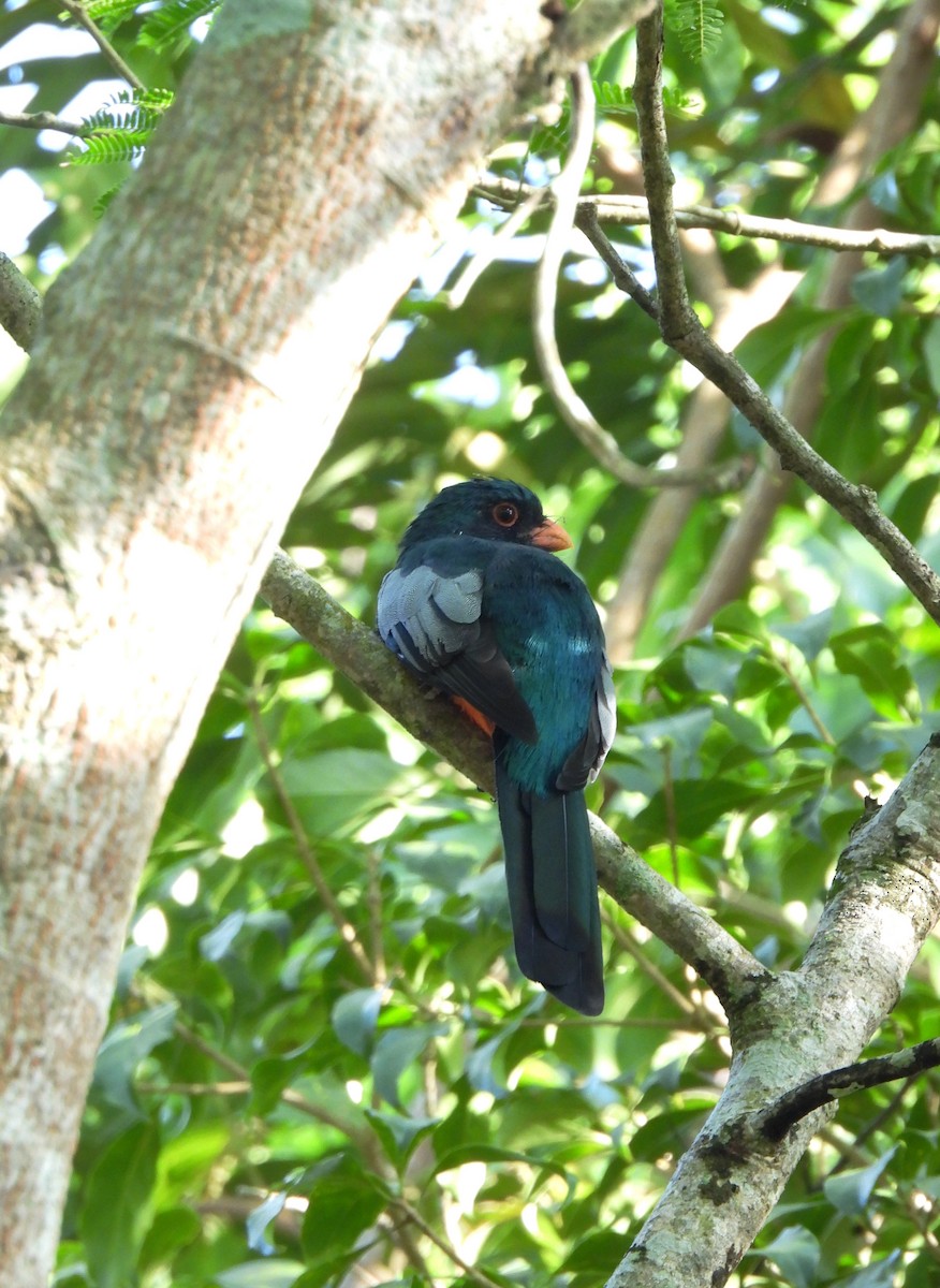 Slaty-tailed Trogon - ML624035112