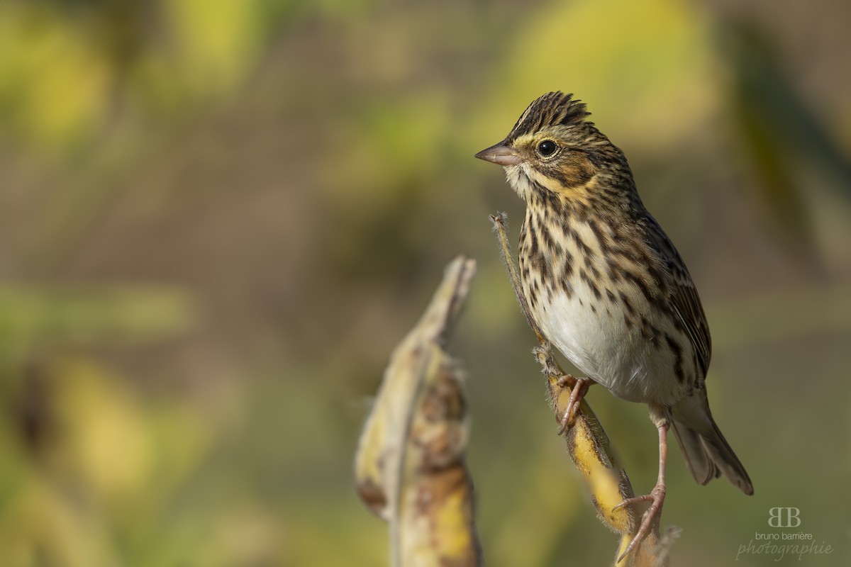 strnadec luční - ML624035113