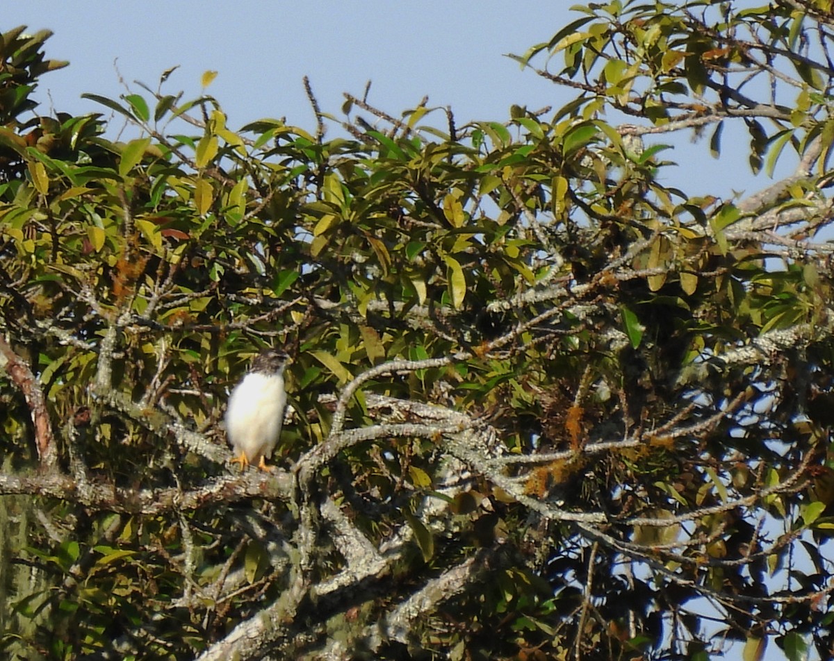 Short-tailed Hawk - ML624035114