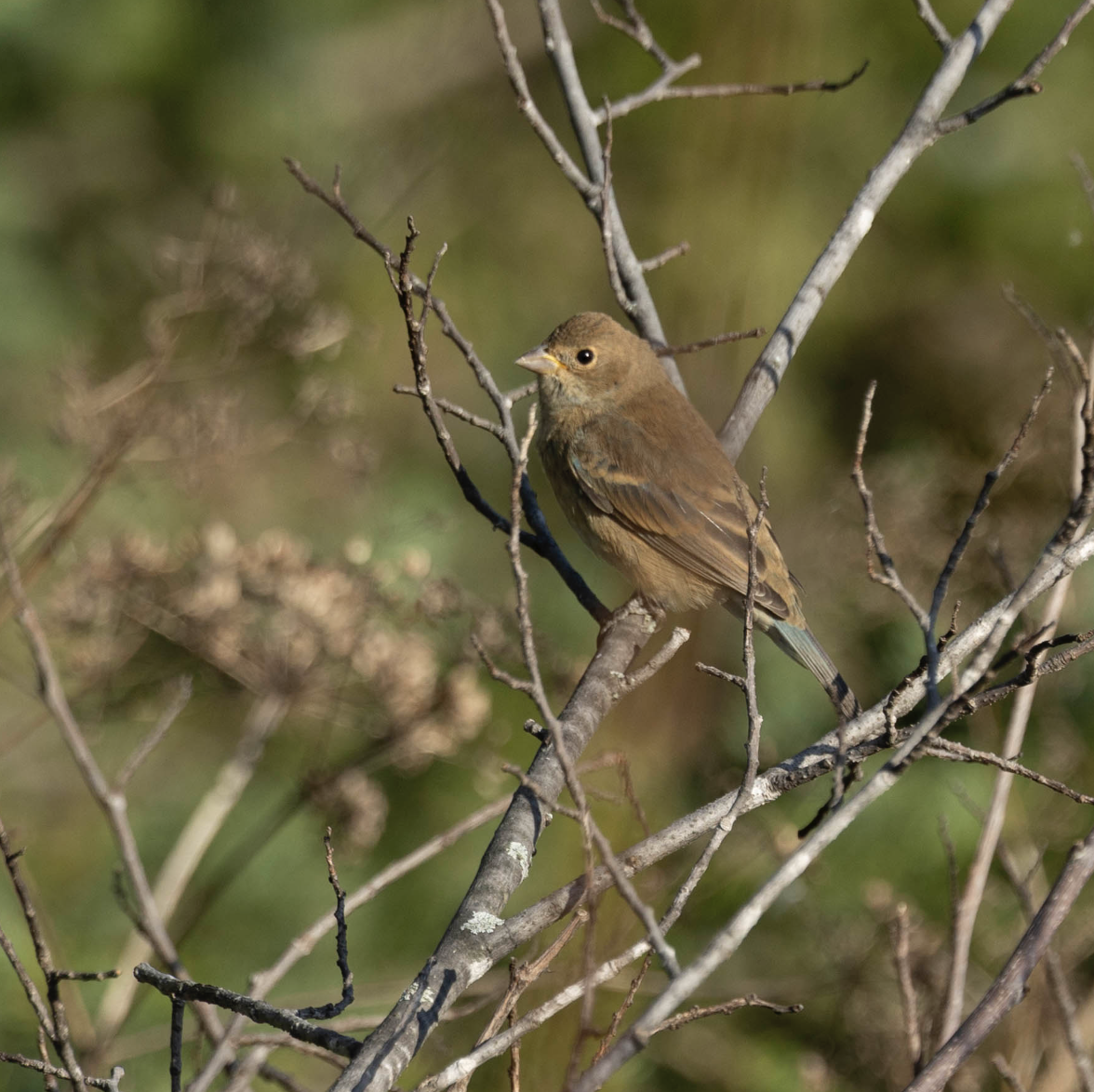 papežík indigový - ML624035121