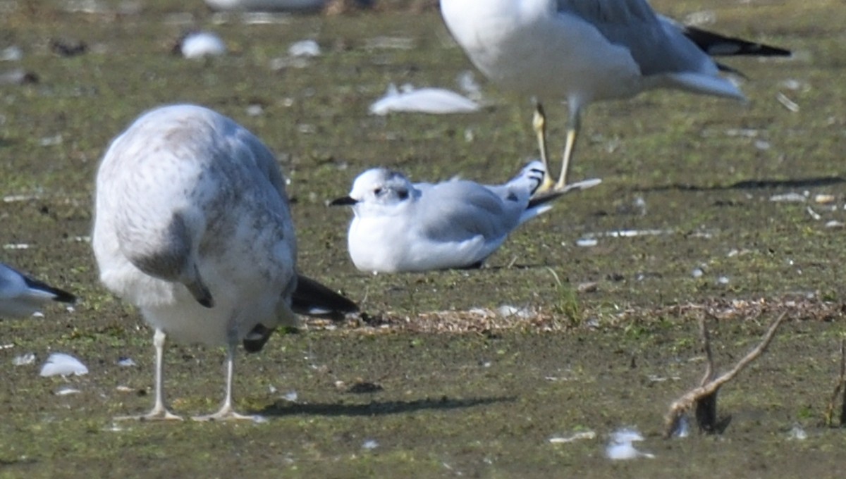 Mouette pygmée - ML624035126