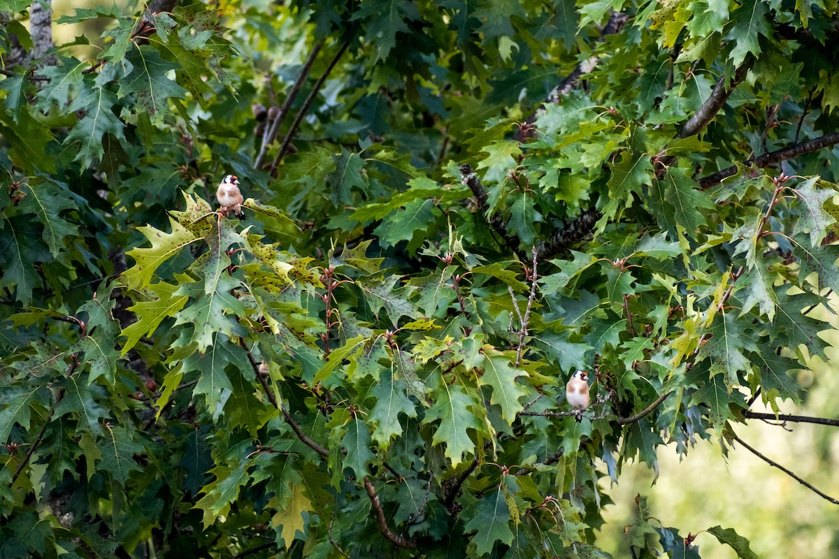 European Goldfinch - ML624035133