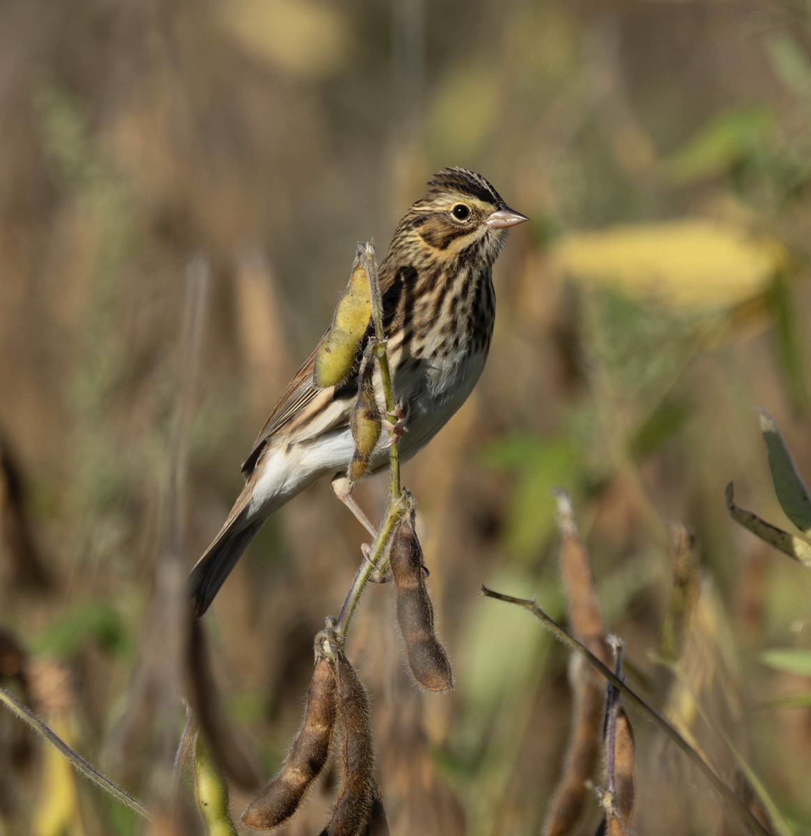strnadec luční - ML624035135