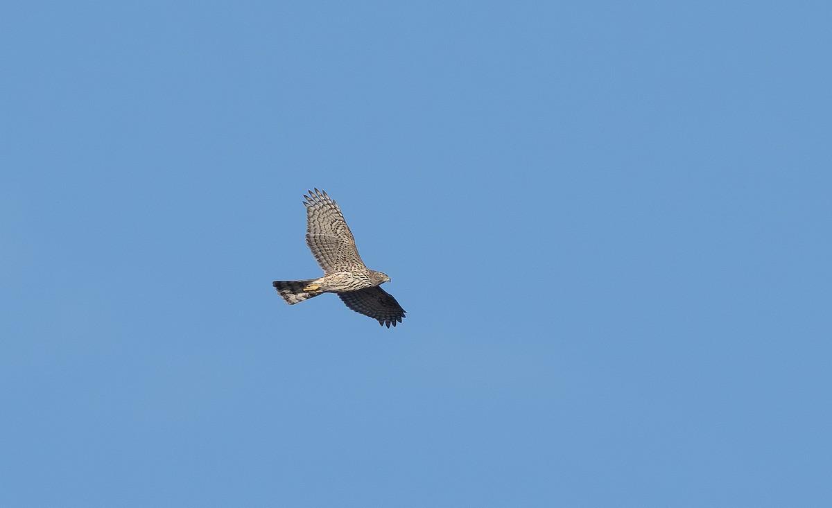 Eurasian Goshawk - ML624035192