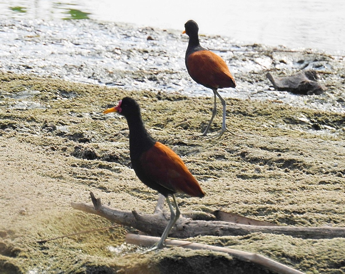 Wattled Jacana - ML624035200