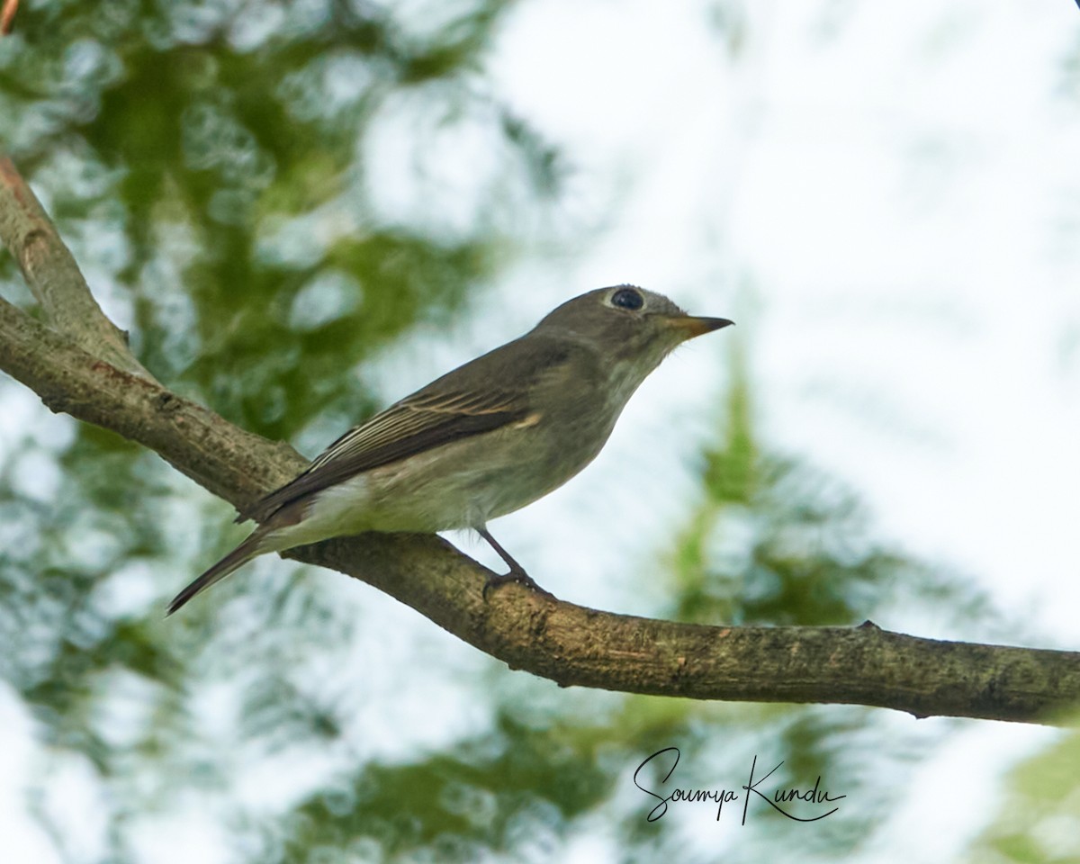 Asian Brown Flycatcher - ML624035203