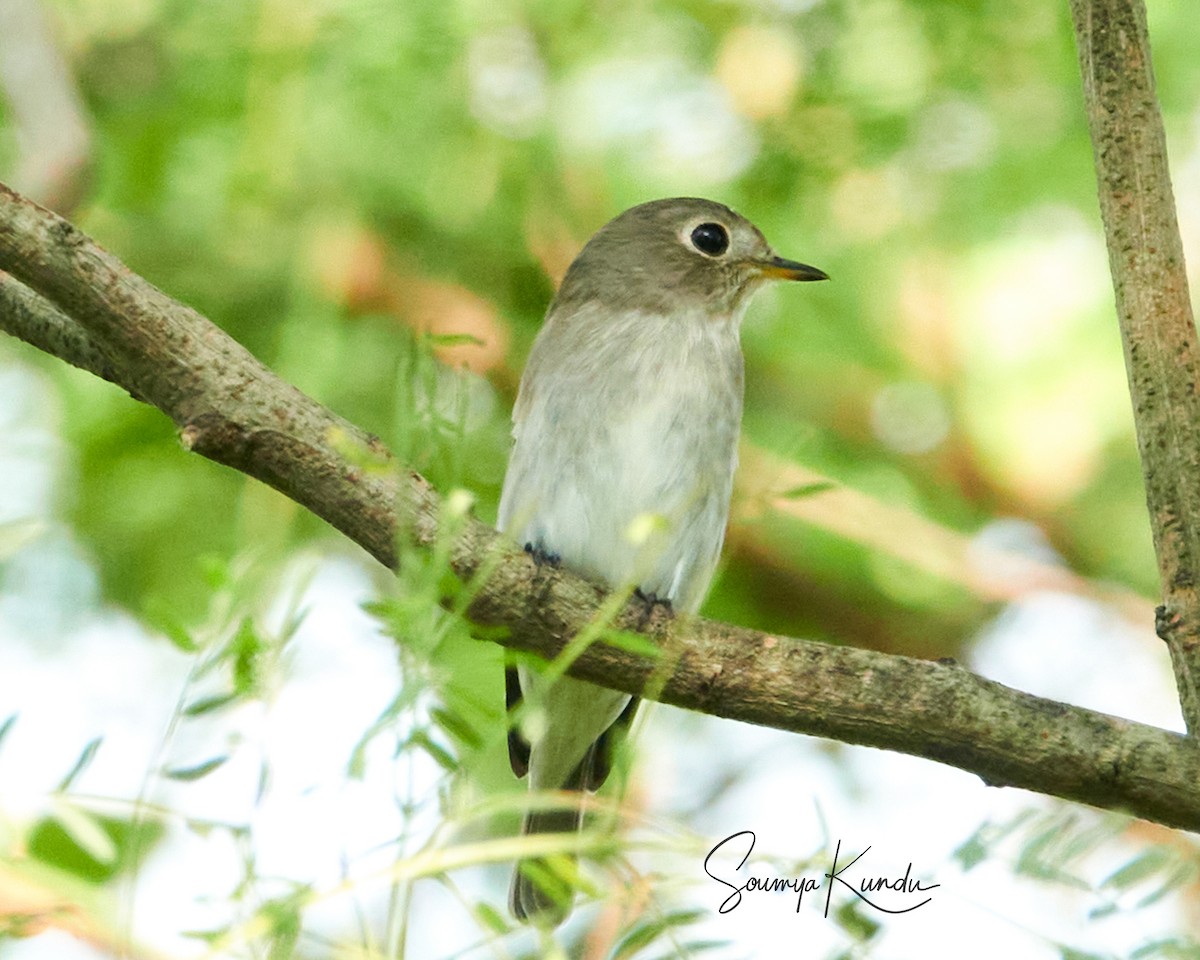 Asian Brown Flycatcher - Soumya Kundu