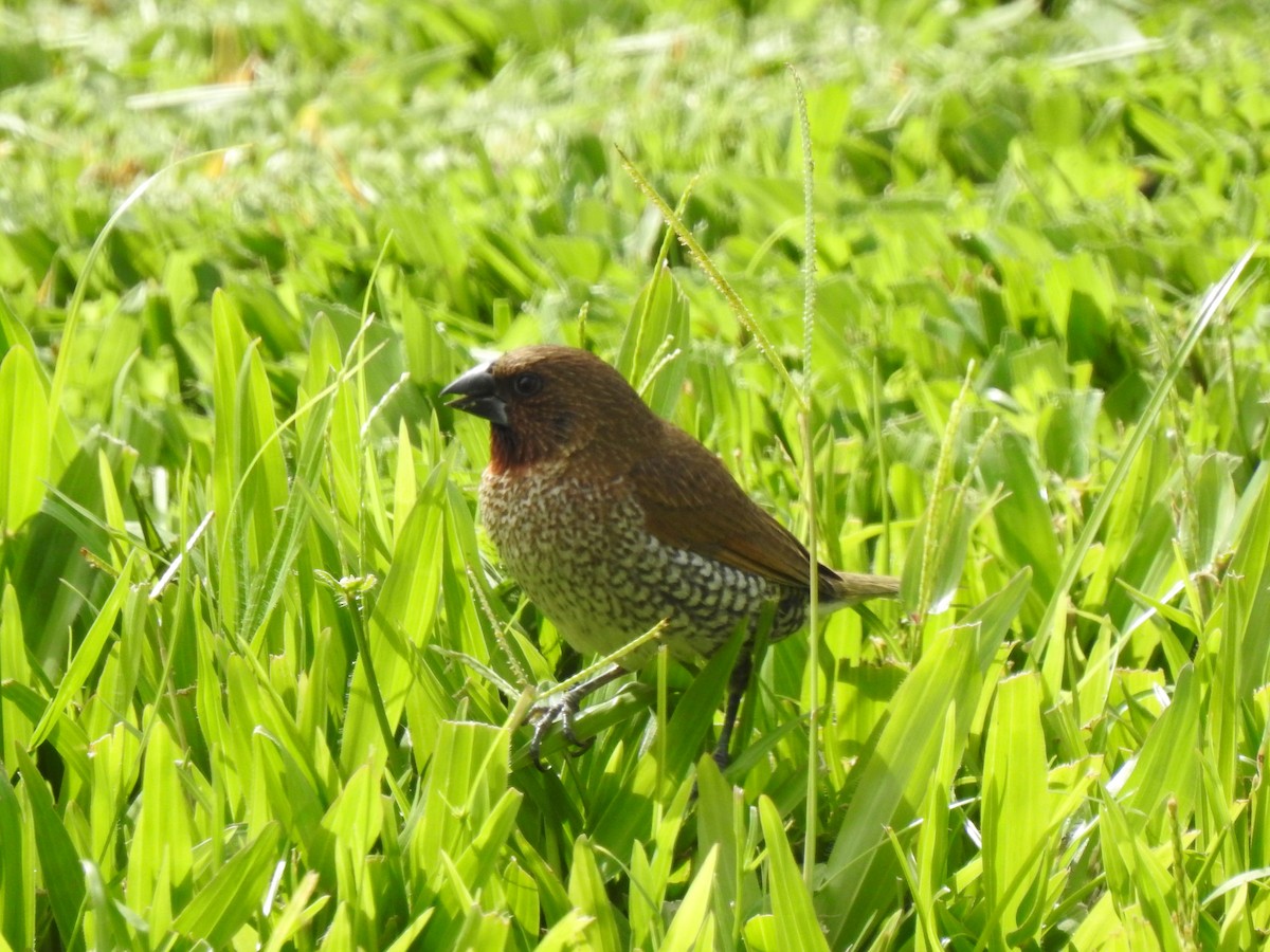 Scaly-breasted Munia - ML624035206