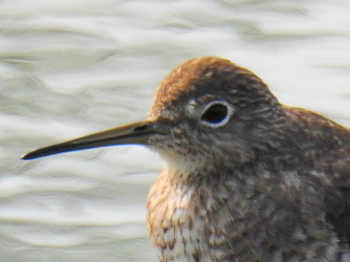 Solitary Sandpiper - ML624035222