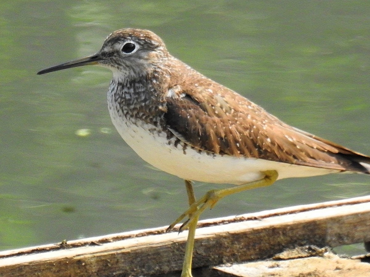 Solitary Sandpiper - ML624035223