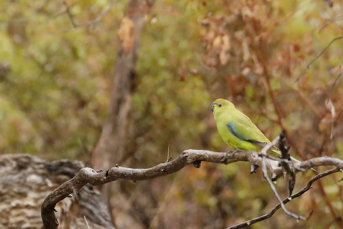 Elegant Parrot - ML624035231