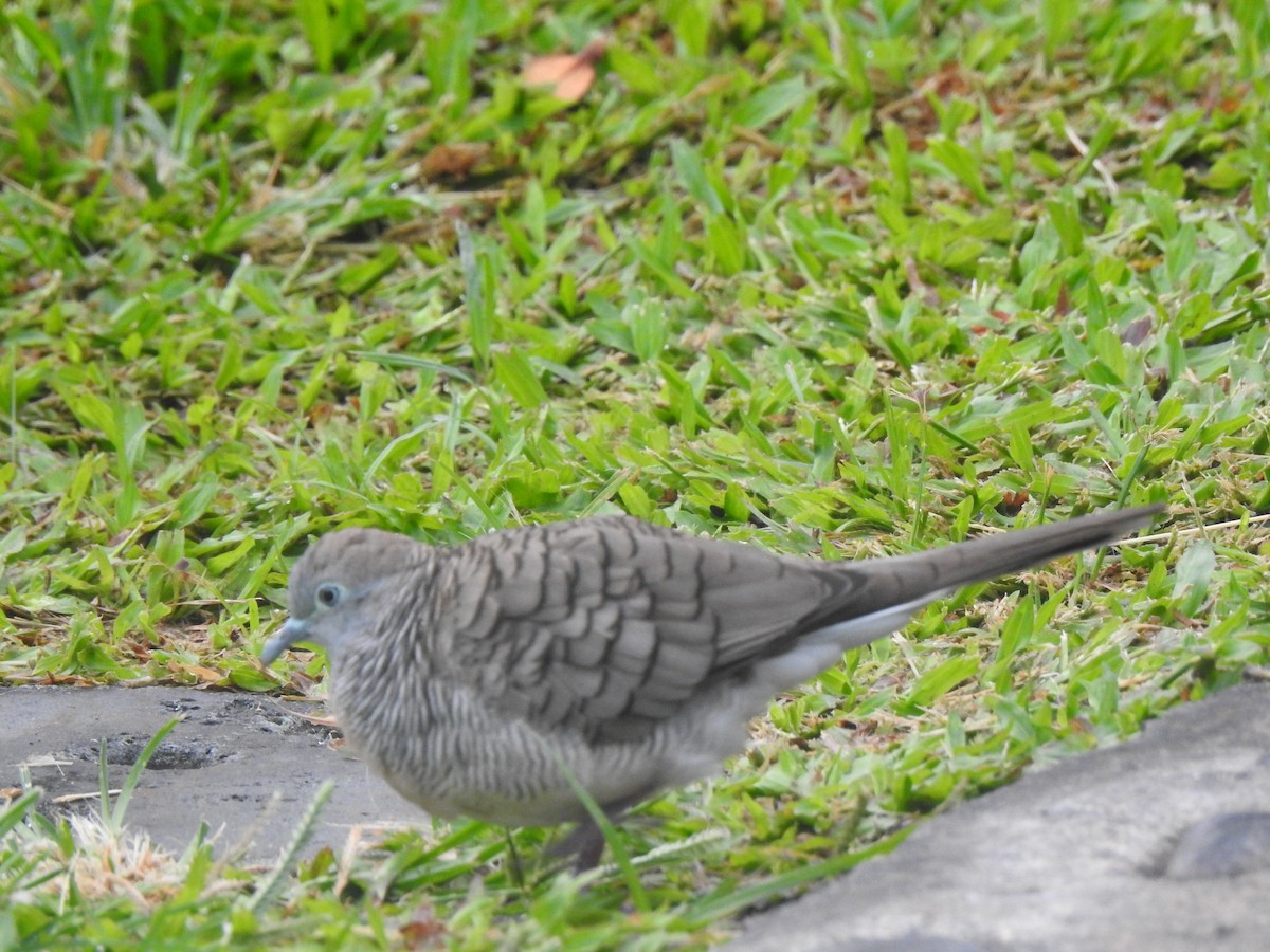 Zebra Dove - ML624035233