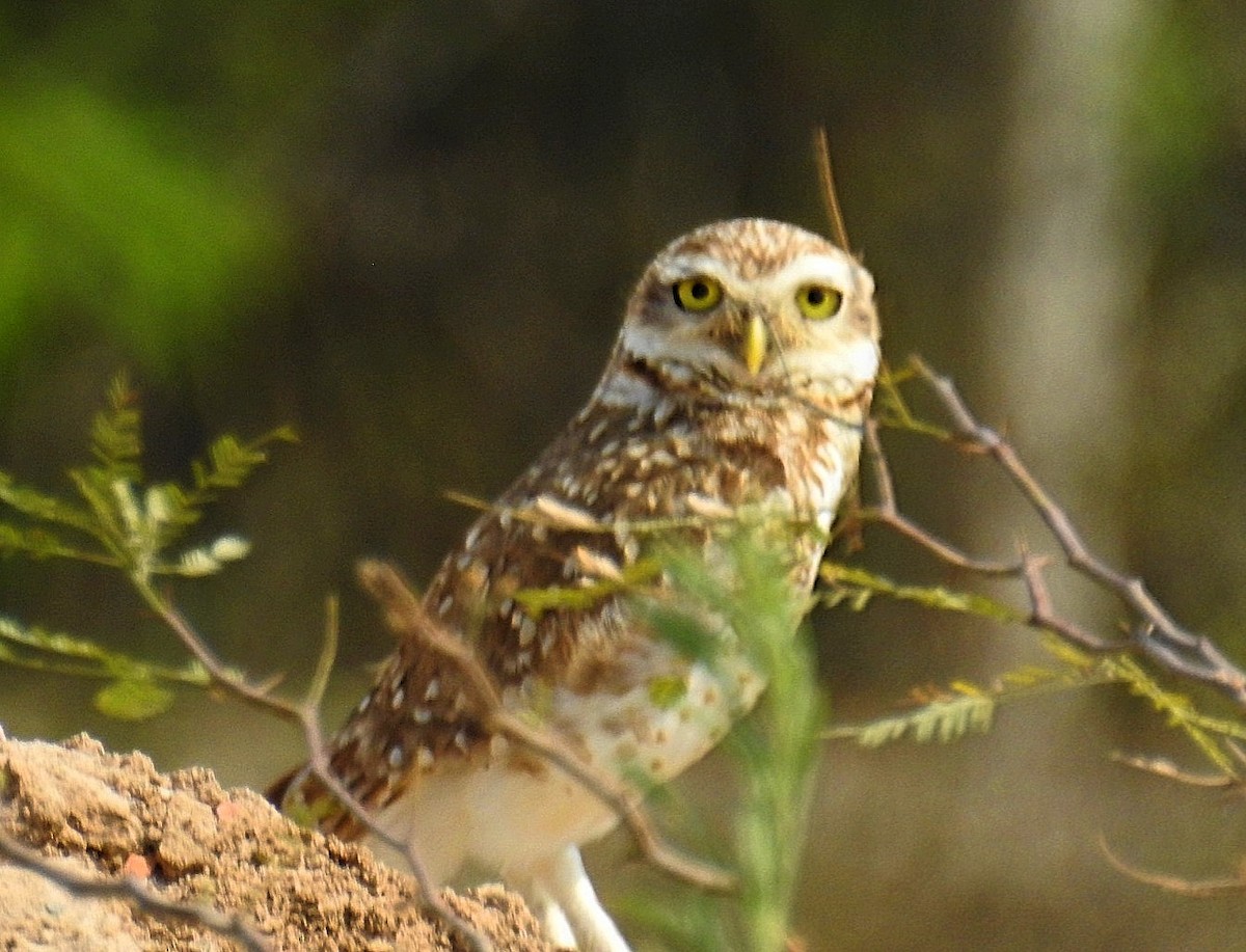 Burrowing Owl - ML624035234