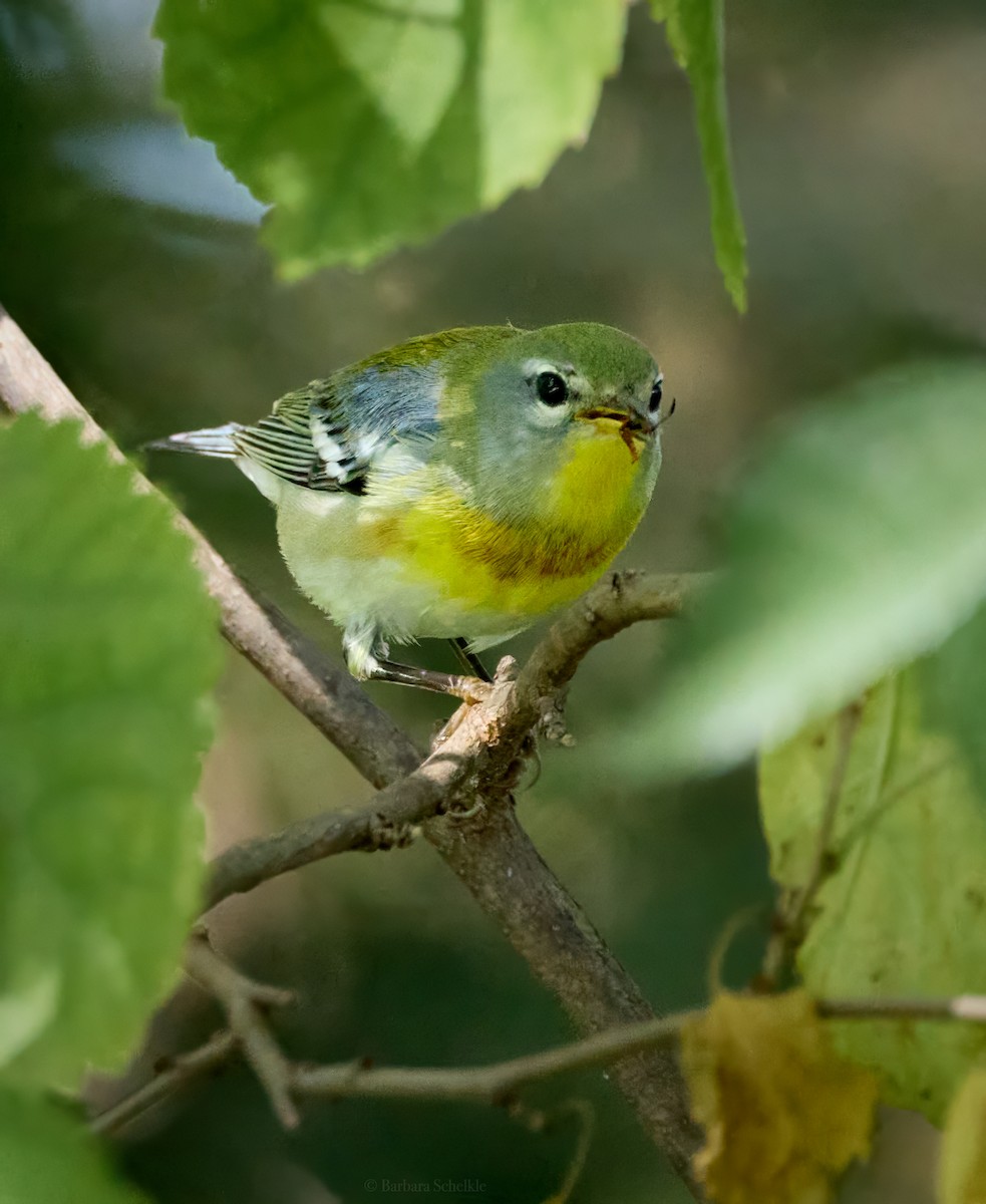 Northern Parula - Barbara S