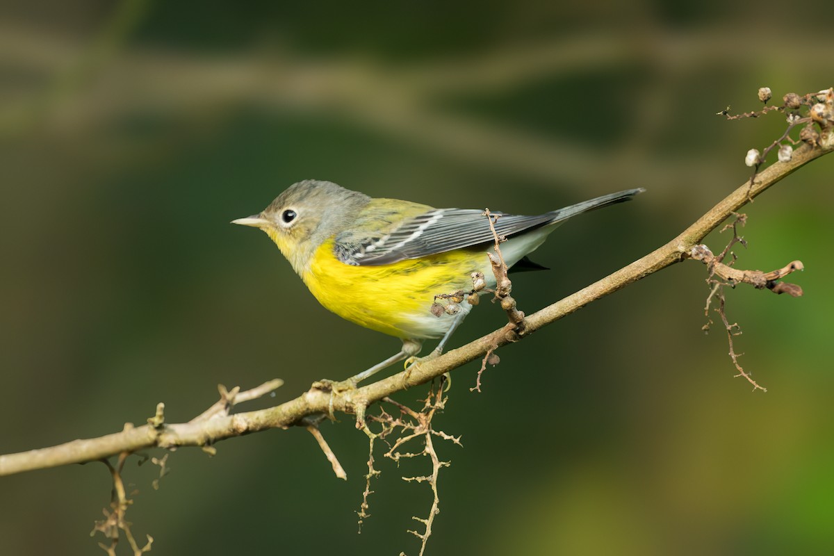 Magnolia Warbler - Pramod Prabhu