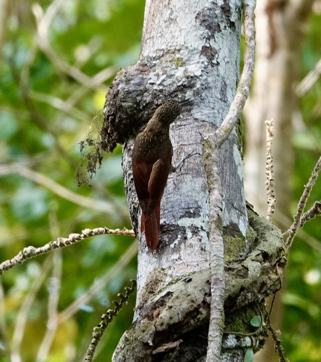 Chestnut-rumped Woodcreeper - ML624035257