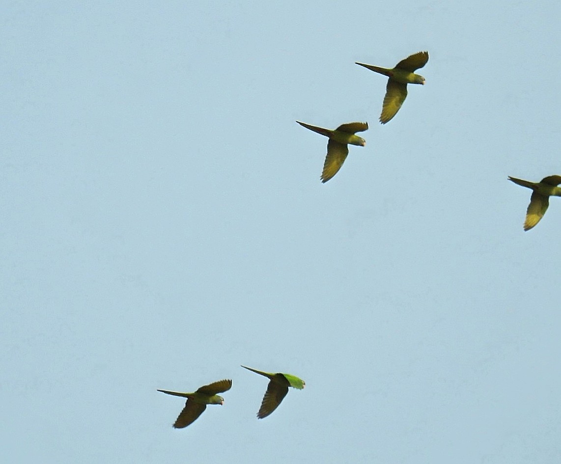 Blue-crowned Parakeet - ML624035278