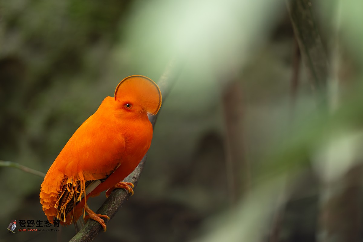 Guianan Cock-of-the-rock - ML624035332