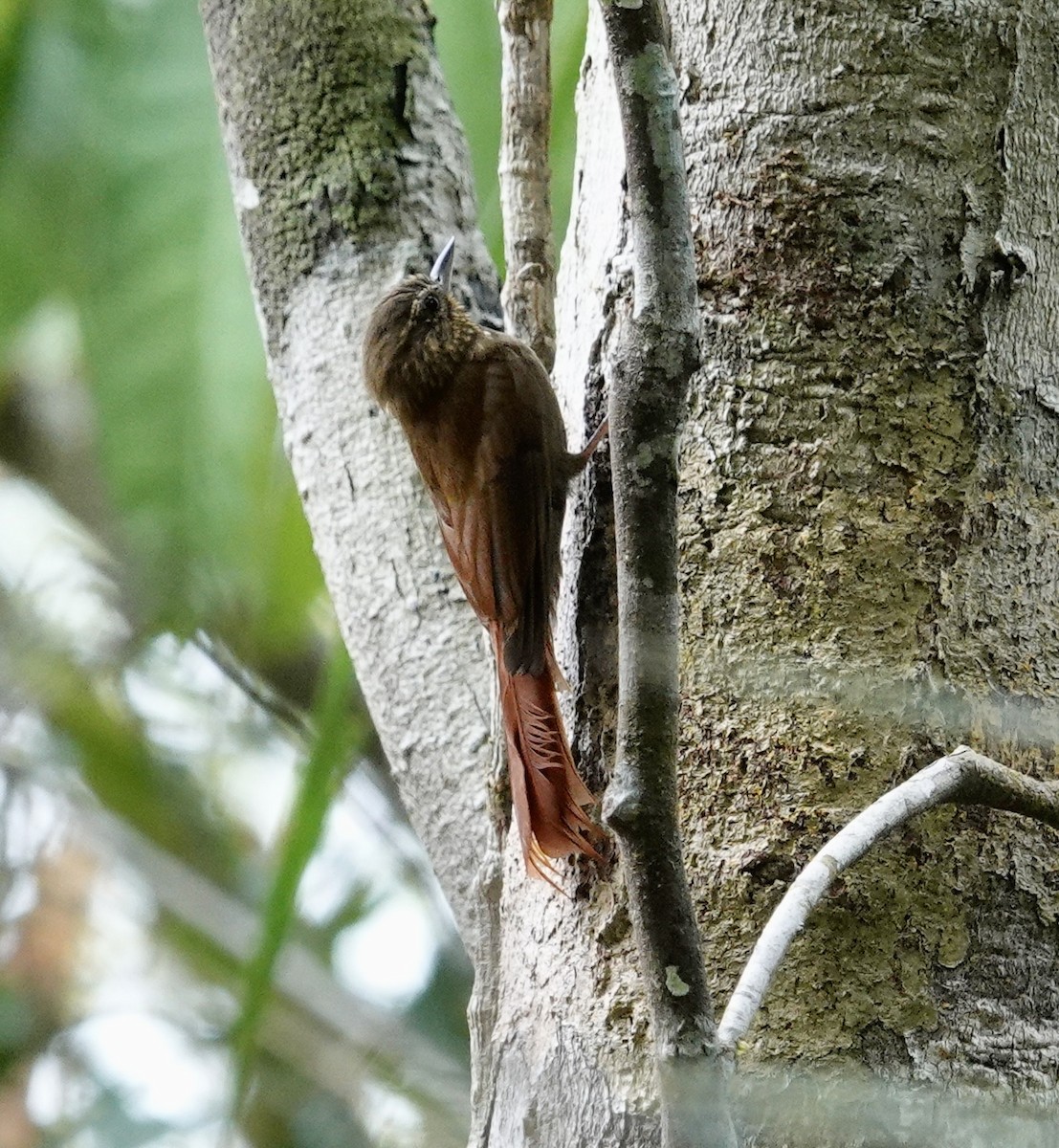 Wedge-billed Woodcreeper - ML624035347