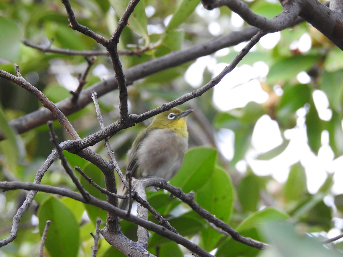 Warbling White-eye - ML624035371