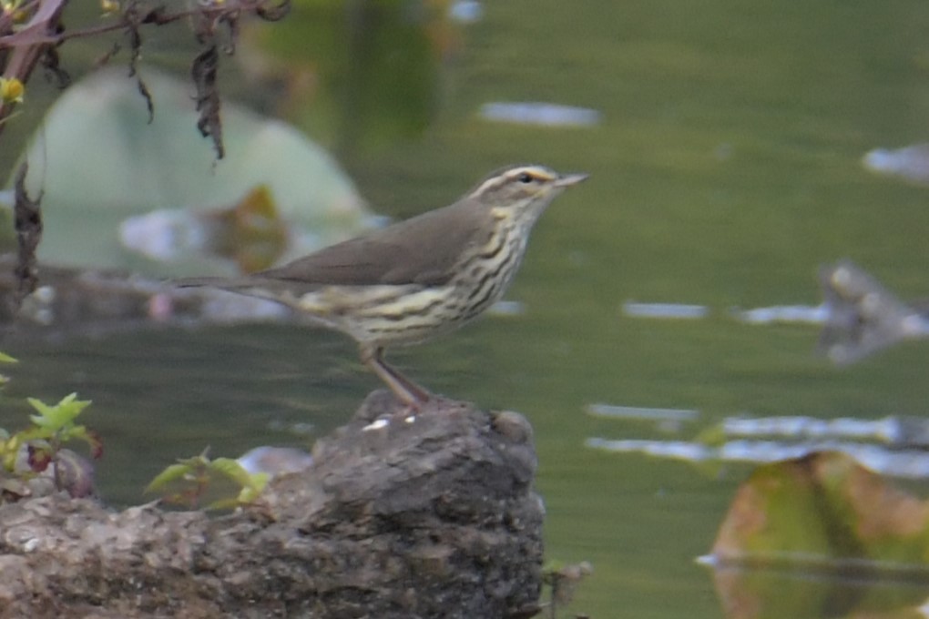 Northern Waterthrush - ML624035378