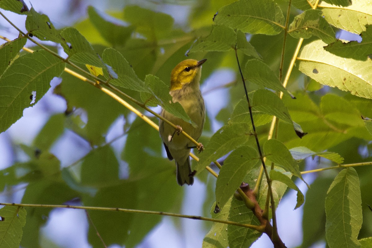 North Carolina Bird Atlas Checklist - 22 Sep 2024 - Brumley Nature ...