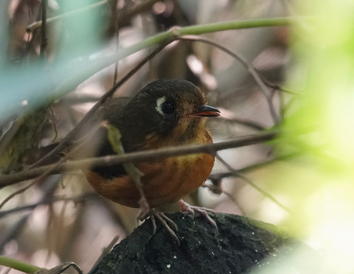 Leymebamba Antpitta - ML624035412